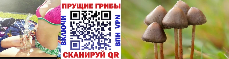 мега tor Мончегорск Псилоцибиновые грибы мицелий